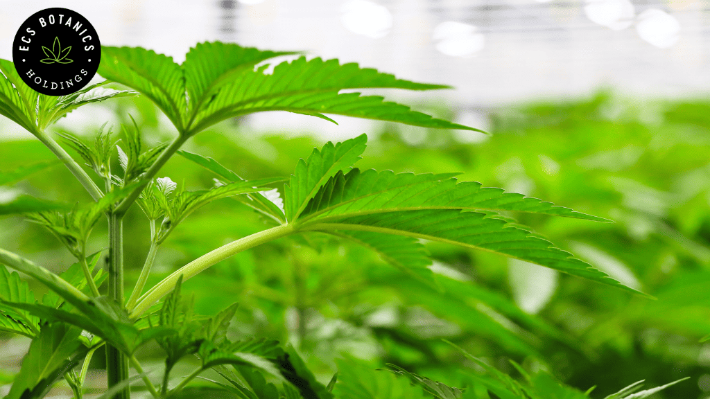 Cannabis Chemical Compounds can prevent infection by the virus that causes COVID-19, according to research